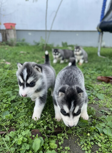 Psi: Sibirsky haski štenci - Leglo prelepih štenaca sibirskog haskija na lalafo.rs — 1 Psi: Sibirsky haski štenci - Leglo prelepih štenaca sibirskog haskija — 1
