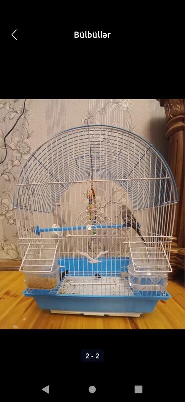 Другие животные: Соловьи