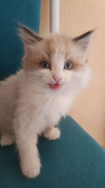 отдам в добрые руки котенка: Кошка даром: Сиамская, Мальчик