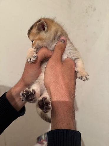 Pişiklər: Şotland — 10