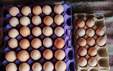 masaj bakı: Yumurta Ətlik və yumurtalıq cins toyuqların mayalı yumurtası