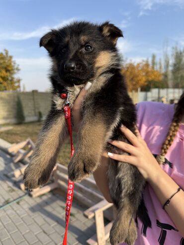 куда отдать собаку бесплатно: 🐾 Щенки немецкой овчарки 🐾 Продаются красивые, породные щенки