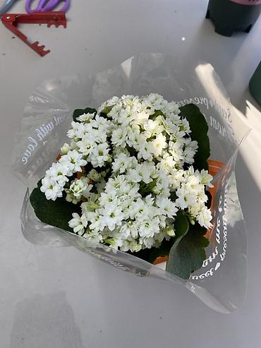 Каланхоэ: Каланхоэ Blossfeldiana, махровое, белое - Комнатное цветущее растение — 1