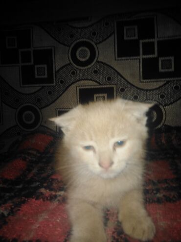 сиамский котенок: Продаётся вислоухий котенок