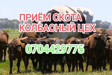 доска объявлений продажа собак: Куплю | Коровы, быки, Лошади, кони | Круглосуточно, Любое состояние, Забитый