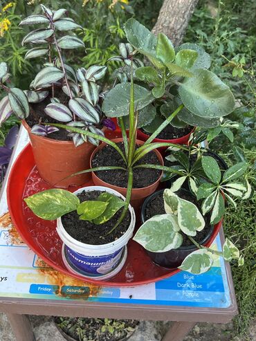 Otaq bitkiləri: Butun guleri endirimnen satiram ancag xanimlara satiw olur cox gul — 11