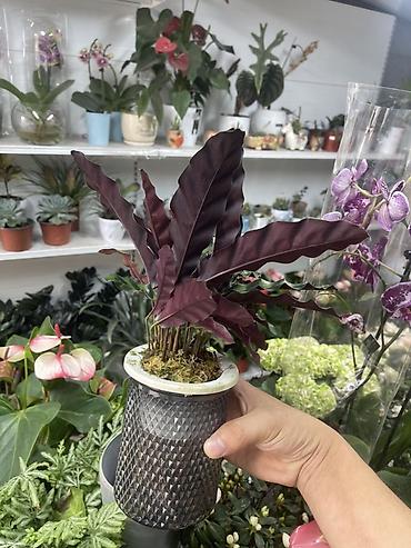 калате: Калатея ланцевидная (Calathea lancifolia, «Rattlesnake») в стильном — 2