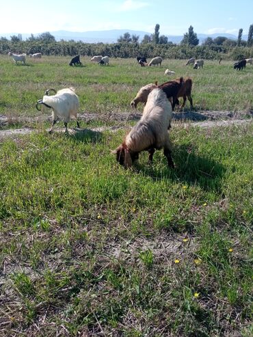 Keçi, çəpiş: Qoyun-keçi sürüsü üçün erkək keçi (ehtimalən yerli/anglo-nubian tipli — 10