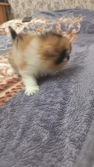 Pişiklər: Fars — 3