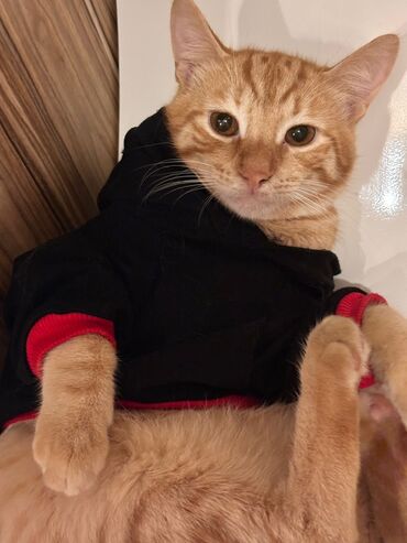 Pişiklər: Sekilleri cevirib baxin her bir piwik pulsuz sahiblendirilir. wp — 6