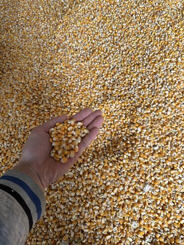 продам семена кукурузы: Семена и саженцы Кукурузы, Самовывоз