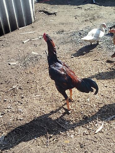 Куры, петухи: Продаю | Петух | Бойцовая | Для разведения — 5