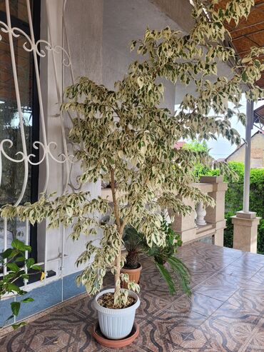 Другие комнатные растения: Дерево бенжамина 
высота 2.3 метра