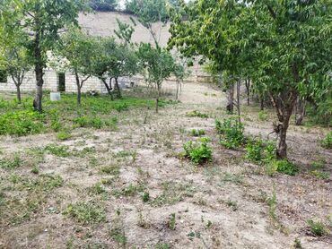 Torpaq sahələrinin satışı: 24 sot, Kənd təsərrüfatı, Kupça (Çıxarış) — 12