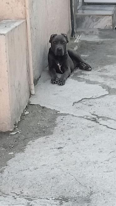 kangal itləri: Kane-Korso, 4 ay, Erkək — 2