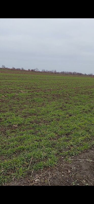 Torpaq sahələrinin satışı: 150 sot, Kənd təsərrüfatı, Barter mümkündür, Kupça (Çıxarış) — 6