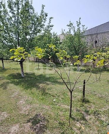 şəmkir torpaq satılır: 12 sot, Kənd təsərrüfatı, Barter mümkündür, Kupça (Çıxarış) — 4