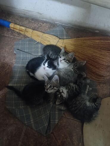 купить кошку британская вислоухая: Кошка даром: Мейн-кун, 3 месяца, Девочка, Метис, Приучена к лотку, Проглистована