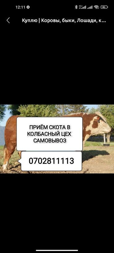 Колбасный цех: Куплю | Коровы, быки | Самовывоз