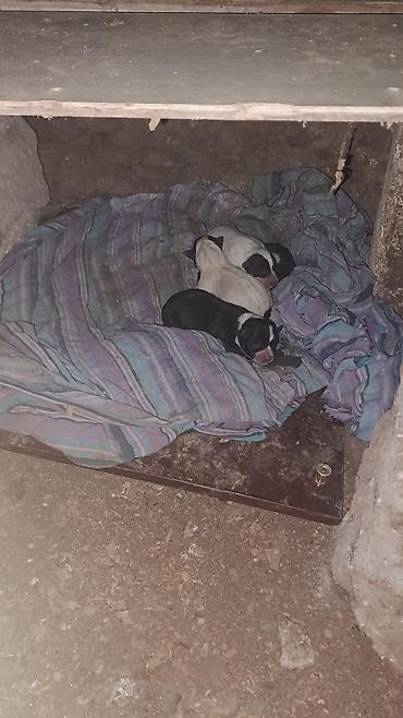 İtlər: Balalar satilir temiz zvanokdu atasiynan anasi ayri cinsdi ama temiz — 11