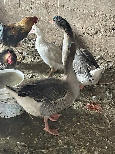 Другие с/х животные: Гуси домашние, серые и белые, молодые особи. Порода Линда 21 голова в — 4