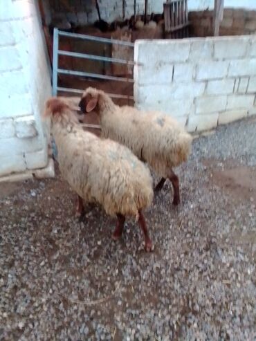 Qoyunlar, qoçlar: Qiymət cütünə ayıdır real alıcıya endirim olacaq boğaz heyvan di — 1