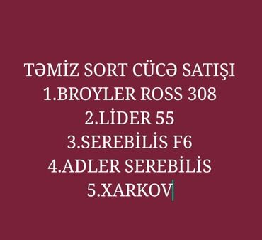 broyler toyuqları satisi: Toyuq cücələri, Damazlıq