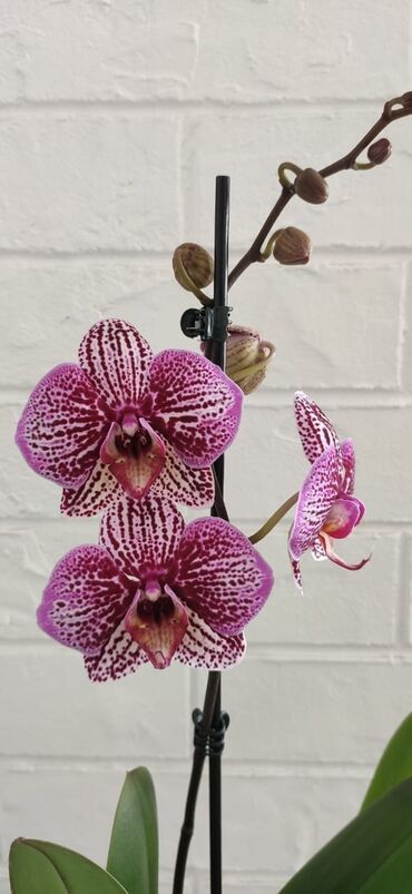Продаются сортовые орхидеи, большой выбор расцветок. цены от 1400 до