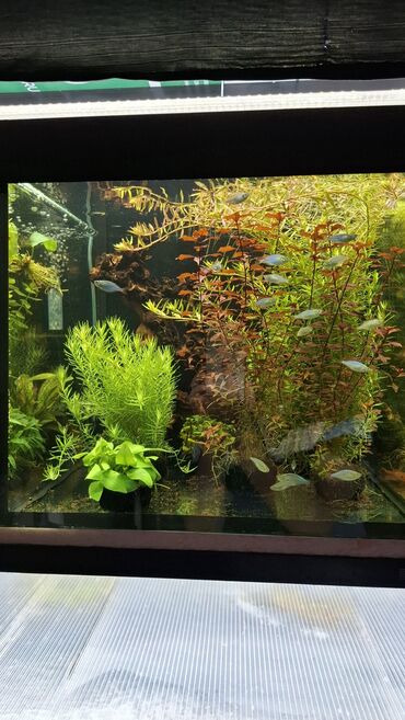 Аквариумы: Аквариумные растения — живые, выращенные в воде Предлагаются — 2