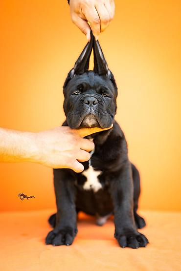 obuca ps: Sa zadovoljstvom predstavljamo novo leglo Cane Corso štenaca iz — 3