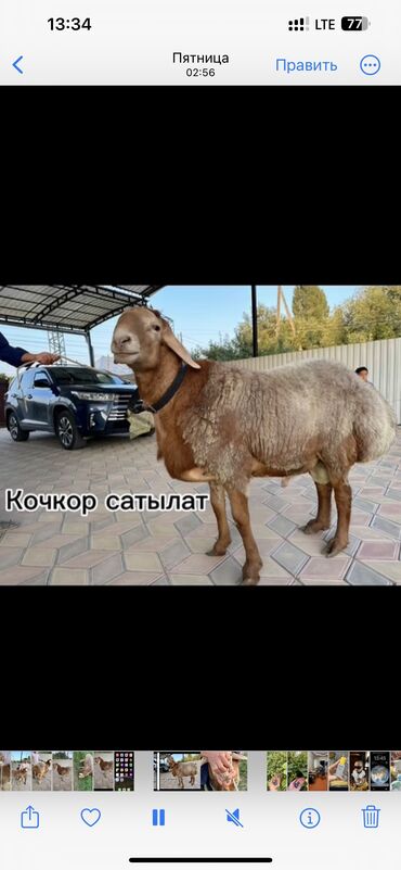 дакан сатам: Сатам | Кочкор (эркек) | Арашан | Көбөйтүү үчүн