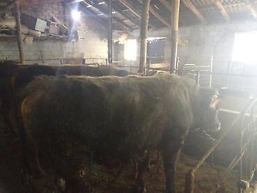 Коровы, быки: Продаю | Бык (самец) | На откорм | Привязанные — 17