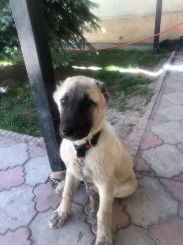Собаки: Продается щенок(девочка) Кангал(турецкой породы ) Есть паспорт