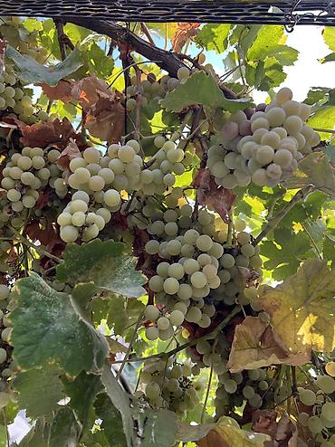 кара алма: Продаю виноград со своего сада 🍇 Экологически чистые ✅ 2 сорта,один из — 3