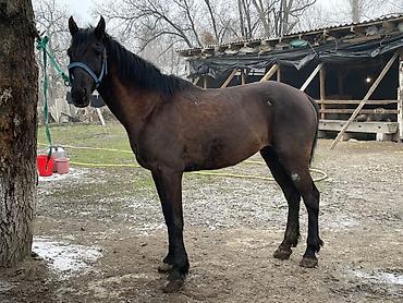 Лошади, кони: Продаю | Конь (самец) | Полукровка — 4