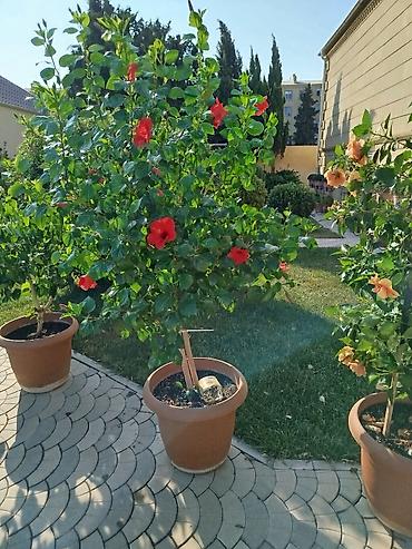 orxideya gulunun qiyməti: Saxsıda hibiskus (Çin gülü) dekorativ bitkisi. Bitki iri ölçülüdür və — 2