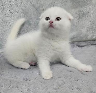 Pişiklər: Britan — 9