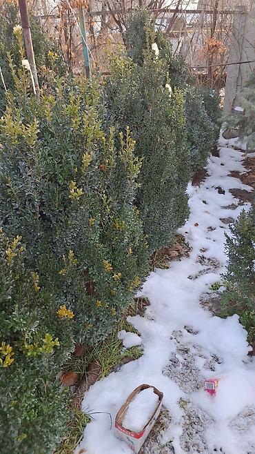 Ель: Ель голубая (Picea pungens ‘Glauca’) – крупномерные экземпляры для — 6