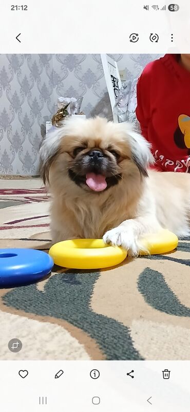 it sortları: Pekines, 3 ay, Erkek, Ödənişli çatdırılma