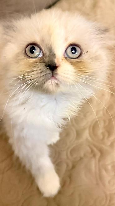 Pişiklər: Britan — 15