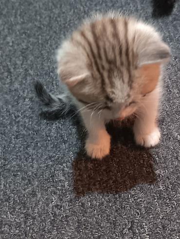 вислоухий кошка: Молодая трёхцветная кошка вместе с котёнком в добрые руки - Порода — 5