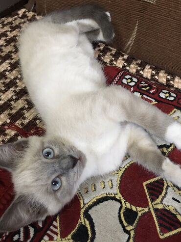 кошка с разными глазами: 3 айлык, Ургаачы, Лотокко барууга үйрөтүлгөн