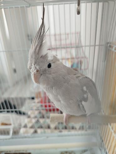 Птицы: Продам попугаевкореллы,самка и самец.Без клетки. Они не пара — 11