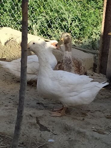 Digər quşlar: Qışqıran ördəklərdir✅️ Kəkilli var✅️ Bəzəkli var✅️ Sadəsi var✅️ Qara -da lalafo.az — 9 Digər quşlar: Qışqıran ördəklərdir✅️ Kəkilli var✅️ Bəzəkli var✅️ Sadəsi var✅️ Qara — 9