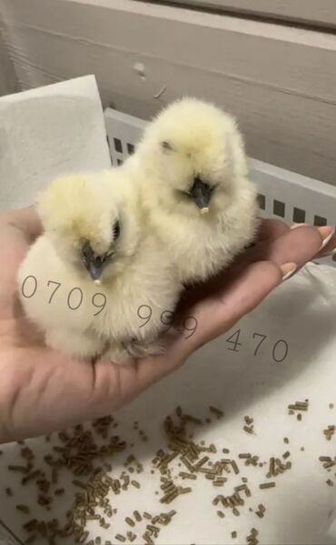 Куры, петухи: Продам подрощенных цыплят Китайский шелк Цена от 400с Возраст от