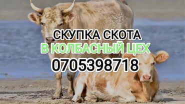 индюк сатам: Куплю | Коровы, быки, Лошади, кони | Круглосуточно, Любое состояние, Забитый