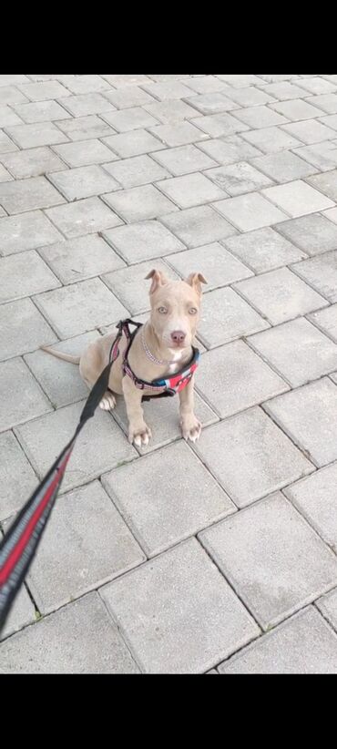 pitbull balasi: Amerikan buldoqu, 3 ay, Dişi, Peyvəndli, Ünvandan götürmə, Ödənişli çatdırılma