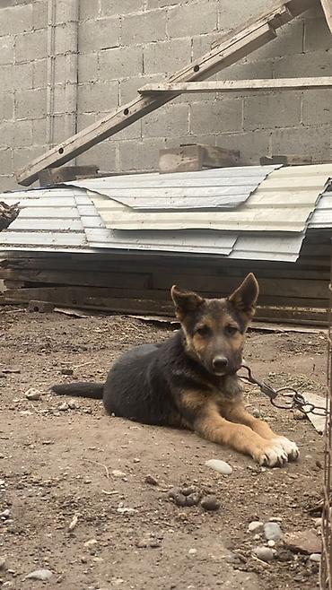 Продажа собак: Щенки немцкие овчарки,с документами, - Возраст: 5 месяцев - Окрас — 2