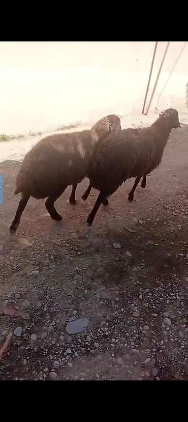 Qoyunlar, qoçlar: Erkey quzular satılır istəyən olsa yazsın yaylaqdan dünən gəliblər — 3