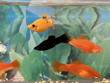 Balıqlar: Sülhsevər, Ünvandan götürmə — 5